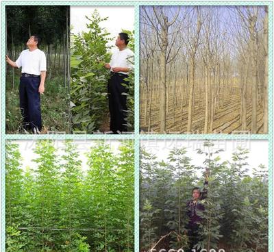 白臘樹小苗 綠化工程優選，規格齊全，量大從優